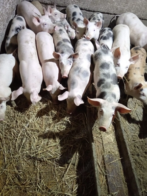 Soldanasi frumosi - imagine 2