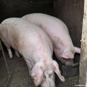 porci de vanzare - imagine 2
