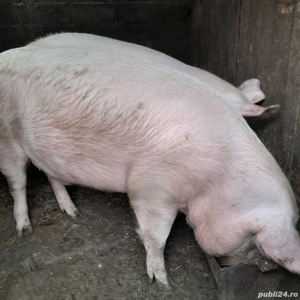 porci de vanzare
