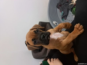 Pui boxeri de vanzare - imagine 3