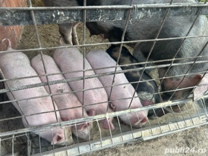 Purcei de 6 saptamani  - imagine 3