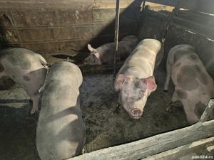 vand porci de carne petreni - imagine 2