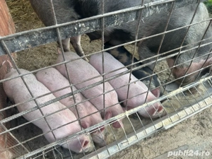 Purcei de 6 saptamani  - imagine 2