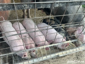 Purcei de 6 saptamani 