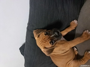 Pui boxeri de vanzare - imagine 2