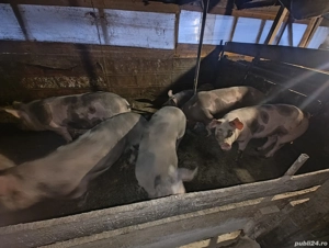 vand porci de carne petreni - imagine 3