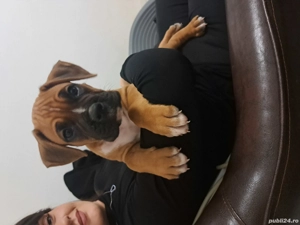 Pui boxeri de vanzare - imagine 4