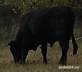 Vând carcasă de vițel - imagine 2