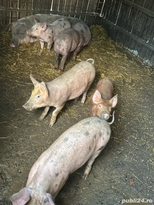 Vand purcei  - imagine 3