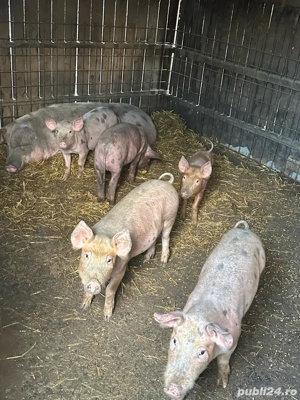 Vand purcei  - imagine 2