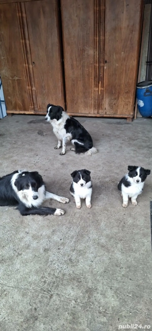 Două cățelușe Border Collie