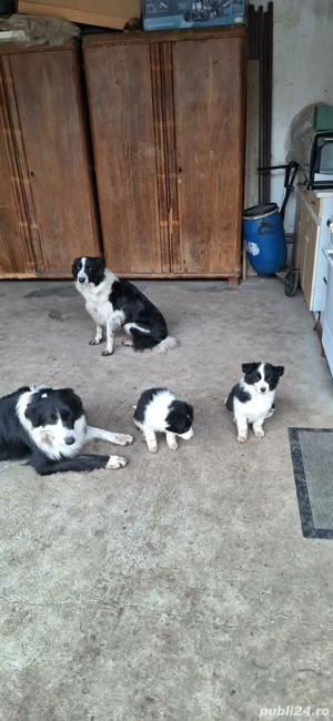 Două cățelușe Border Collie - imagine 2