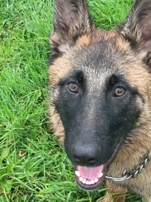 Vând ciobănesc belgian malinois - imagine 2