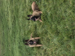 Vând ciobănesc belgian malinois - imagine 3