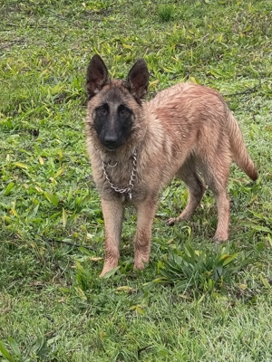 Vând ciobănesc belgian malinois - imagine 4