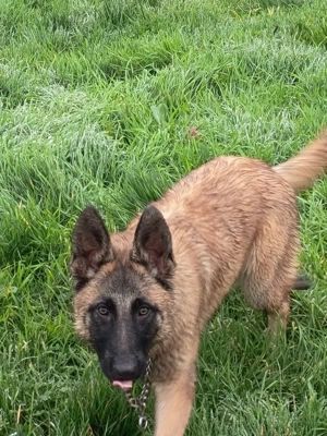 Vând ciobănesc belgian malinois - imagine 5