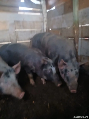 vand porci pentru sacrificat - imagine 4