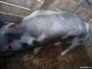 vand porci pentru sacrificat - imagine 3