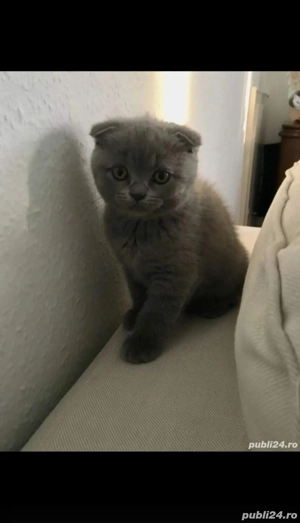 Scottish fold