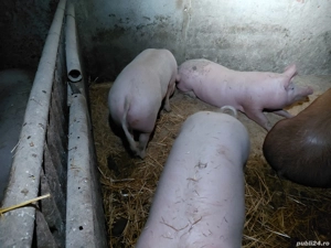 soldani de craciun - imagine 2