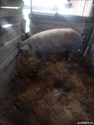 De Vânzare urgent scrofă de carne