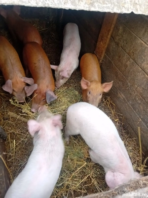 De Vânzare 7 bucăți 15 20 kg unul 