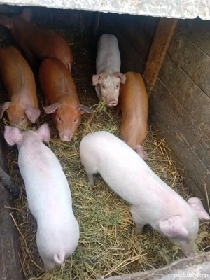 De Vânzare 7 bucăți 15 20 kg unul  - imagine 2