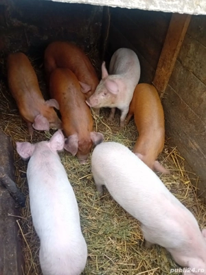 De Vânzare 7 bucăți 15 20 kg unul  - imagine 3