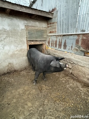 vand scroafa bazna  - imagine 4