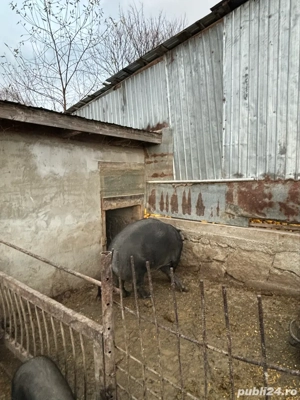 vand scroafa bazna  - imagine 3