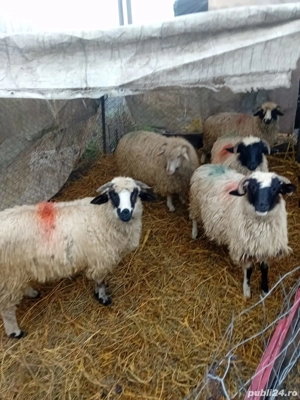 De Vânzare 5 bucăți  - imagine 2