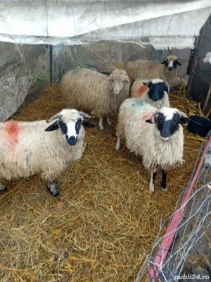 De Vânzare 5 bucăți 