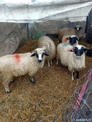 De Vânzare 5 bucăți  - imagine 3