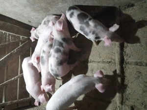 vand purcei - imagine 2