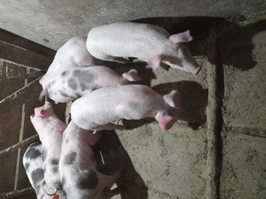 vand purcei - imagine 3