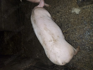 Purcea de 80 de kg de vanzare