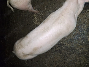 Purcea de 80 de kg de vanzare - imagine 2