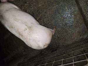 Purcea de 80 de kg de vanzare - imagine 3