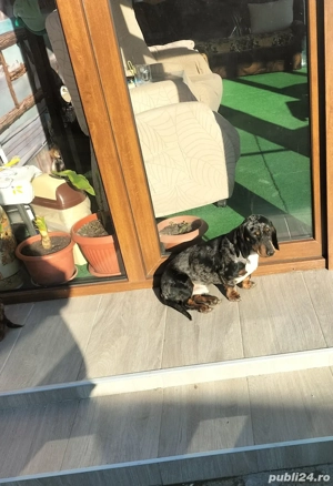 Schimb tekel arlechin tot cu arlechin 