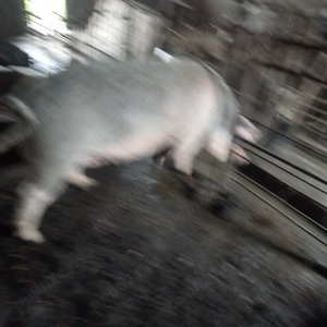 Vand o scrofita in jur la 200 kg crescuta in gospodari proprie cu porumb.tel.  - imagine 3