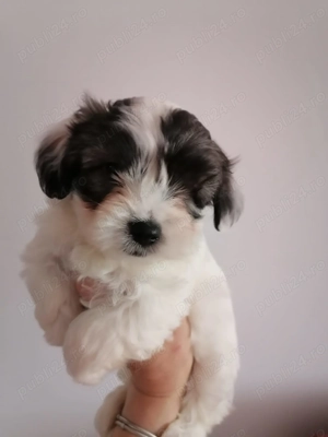 catei Bichon Havanez