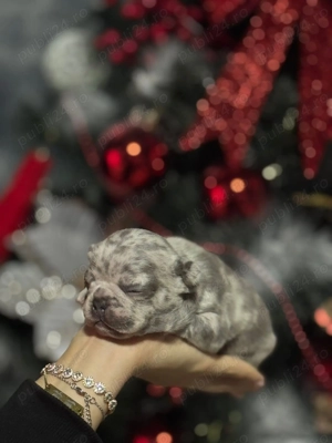 Bulldog francez merle - imagine 2