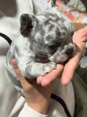 Bulldog francez merle - imagine 3