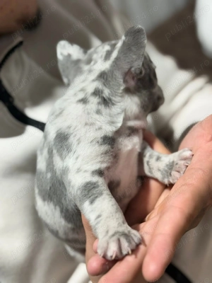 Bulldog francez merle - imagine 5