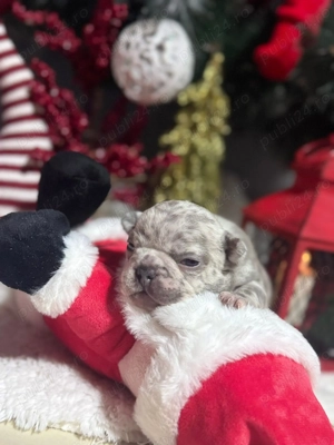 Bulldog francez merle - imagine 4