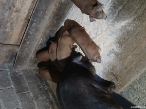 Vând purcei duroc rasă pură de 6 săptămâni  - imagine 3