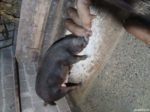 Vând purcei duroc rasă pură de 6 săptămâni 