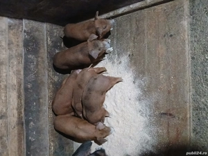 Vând purcei duroc rasă pură de 6 săptămâni  - imagine 4