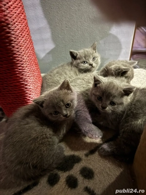 British shorthair blue - imagine 4