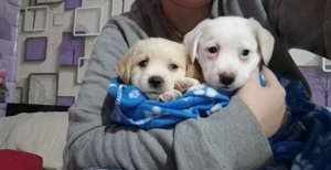 Vând doi căței bishoni 